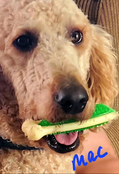 Mac, an adoptable Golden Retriever in Mattoon, IL