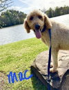 Mac
