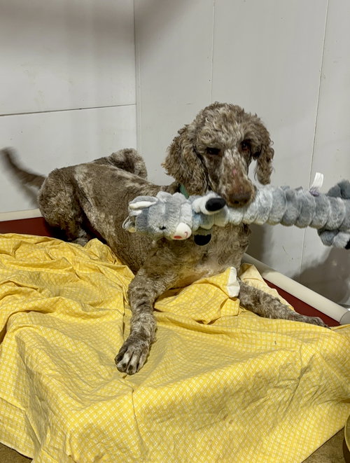Archie, an adoptable Poodle in Mattoon, IL