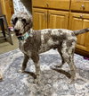 Archie
