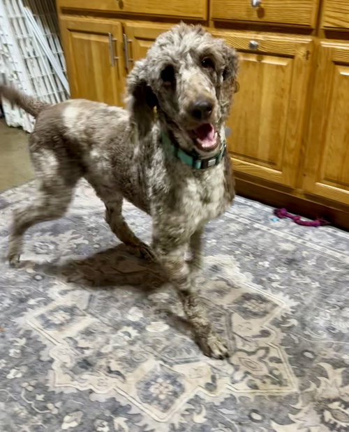 Archie, an adoptable Poodle in Mattoon, IL