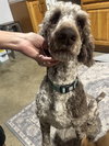 Archie