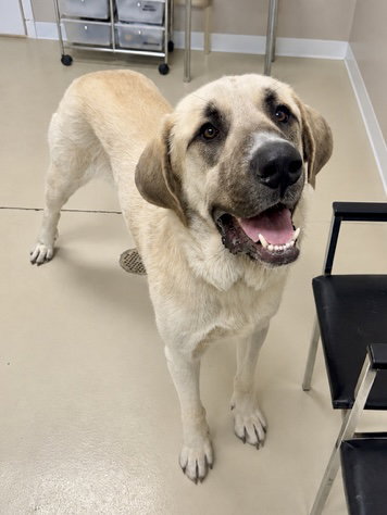 Sunny, an adoptable English Mastiff in Mattoon, IL