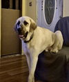 Sunny (now Sonny)