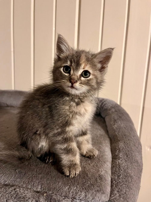 The T Litter-Tulip, an adoptable Dilute Tortoiseshell in Mattoon, IL