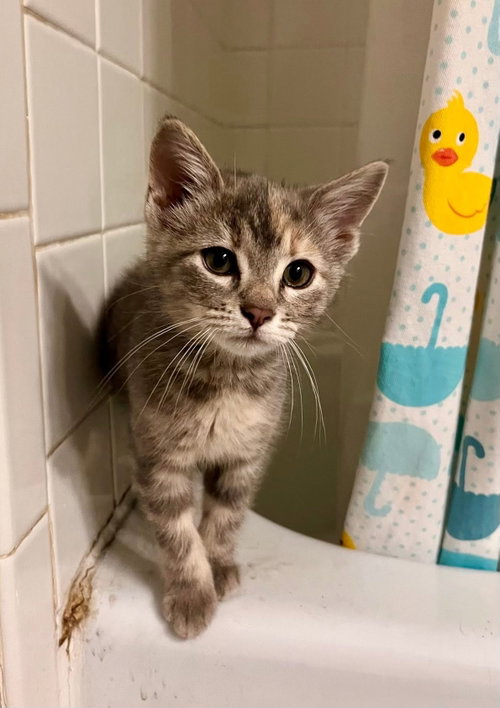 The T Litter-Tulip, Baby Dilute Tortoiseshell / Domestic Medium Hair, cat for adoption in Urbana, Illinois