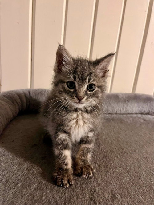 The T Litter - Tilly, an adoptable Tabby in Mattoon, IL