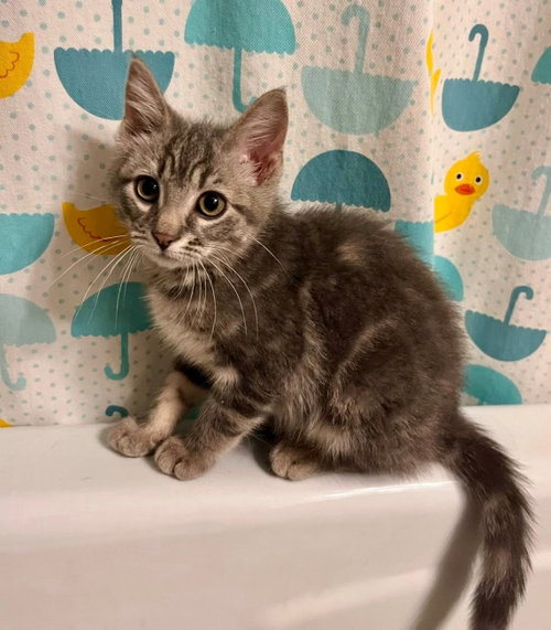The T Litter - Tilton, an adoptable Tabby in Mattoon, IL