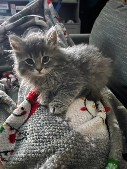 The T Litter - Tony, an adoptable Domestic Long Hair in Mattoon, IL
