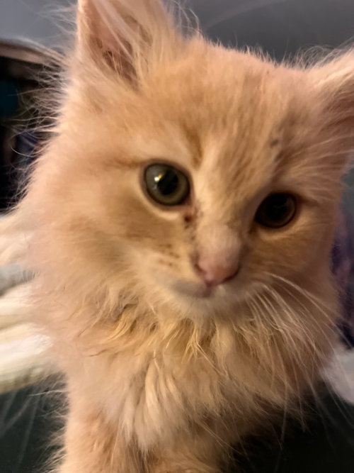 The T Litter - Timmy, an adoptable Domestic Long Hair in Mattoon, IL