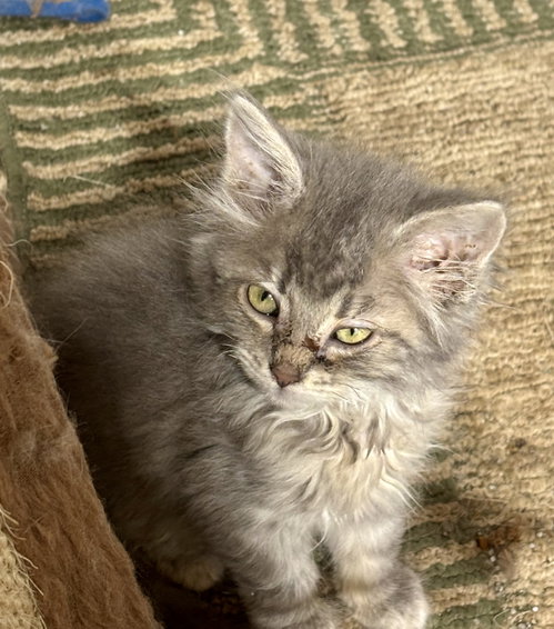 Brie (The Cheese Litter), an adoptable Domestic Long Hair in Mattoon, IL