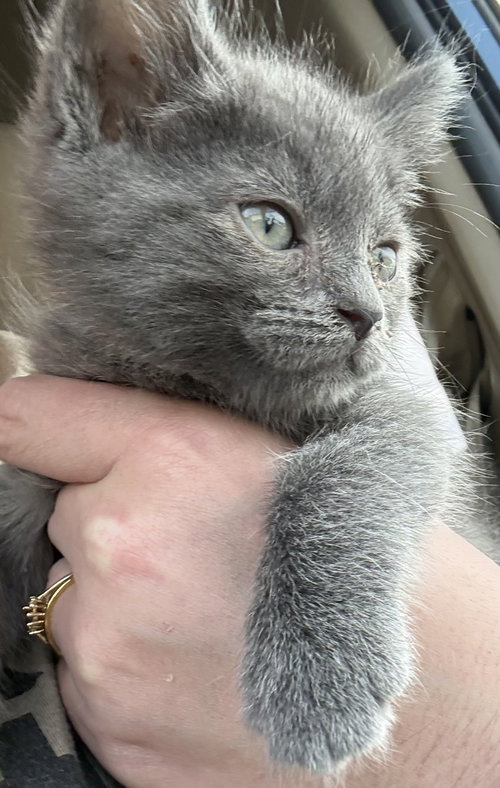 Romano (The Cheese Litter), Baby Russian Blue / Domestic Medium Hair / Mixed, cat for adoption in Urbana, Illinois