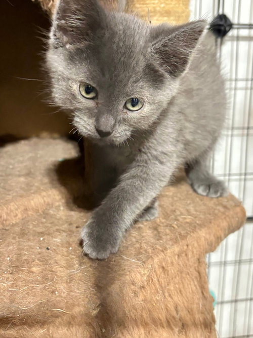 Mozzarella (The Cheese Litter), Baby Russian Blue / Domestic Medium Hair / Mixed, cat for adoption in Urbana, Illinois