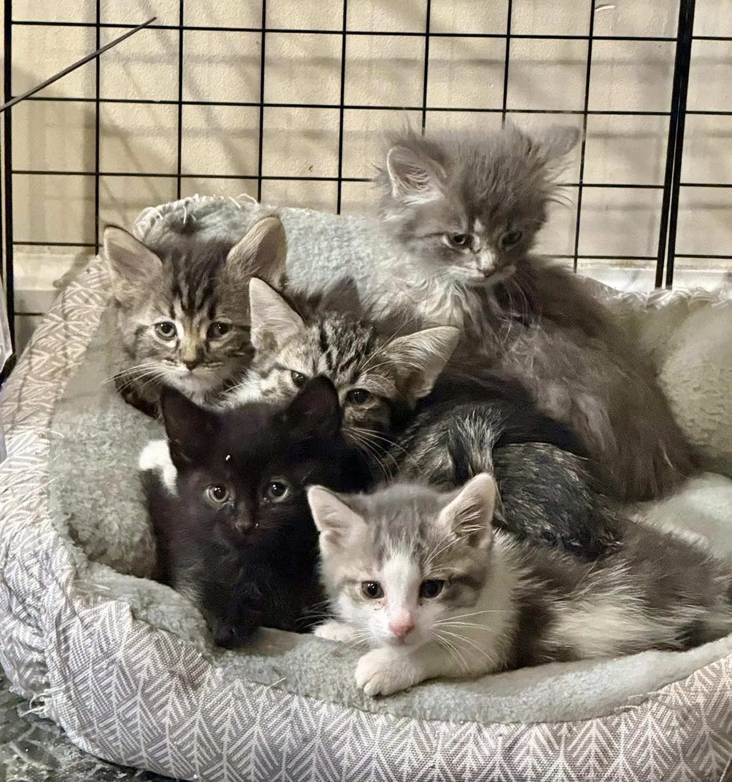 Parmesan The Cheese Litter - Domestic Short Hair