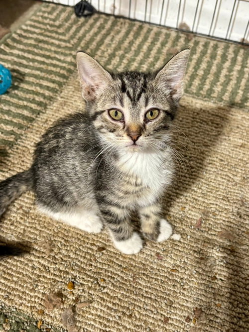 Parmesan (The Cheese Litter)