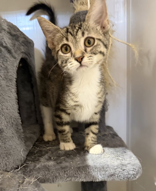 Parmesan (The Cheese Litter)
