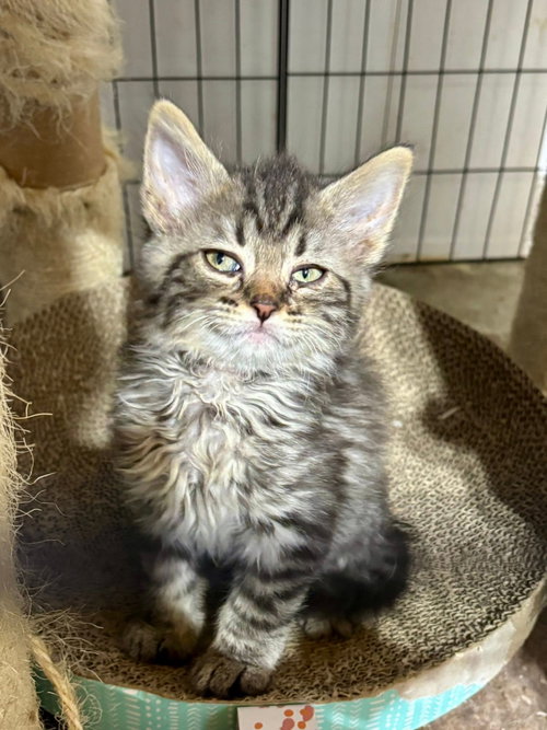 Feta (The Cheese Litter)