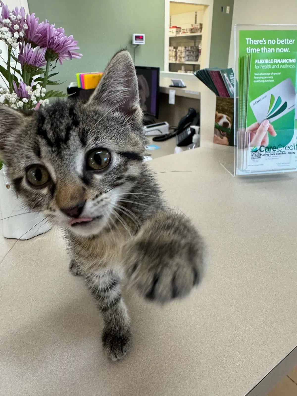 Rory - Domestic Short Hair