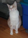 Little Leo