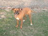Lizzy