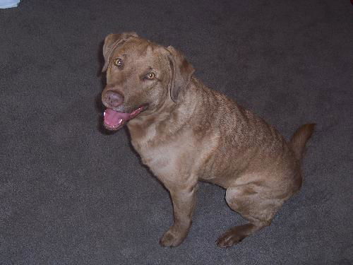 Lucy