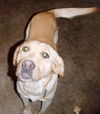 Lila
