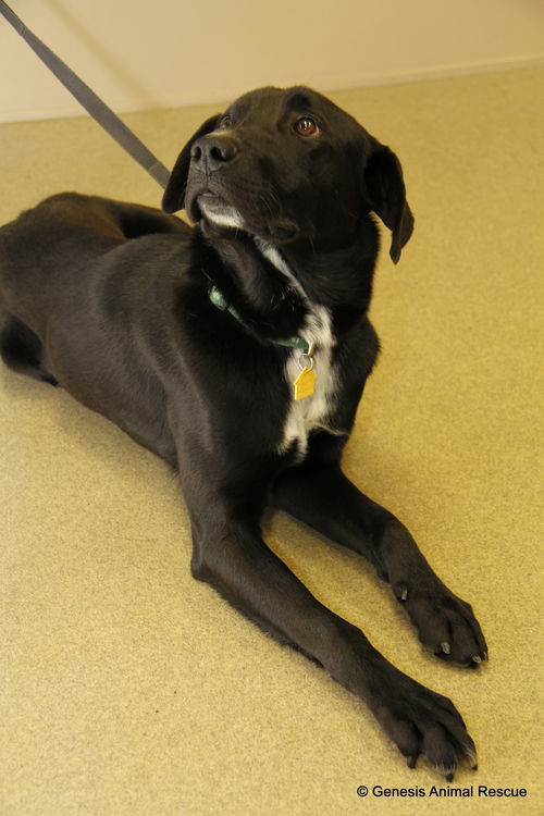 Luke (now Louie)