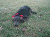 Luke(now Lovie)