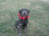 Luke(now Lovie)