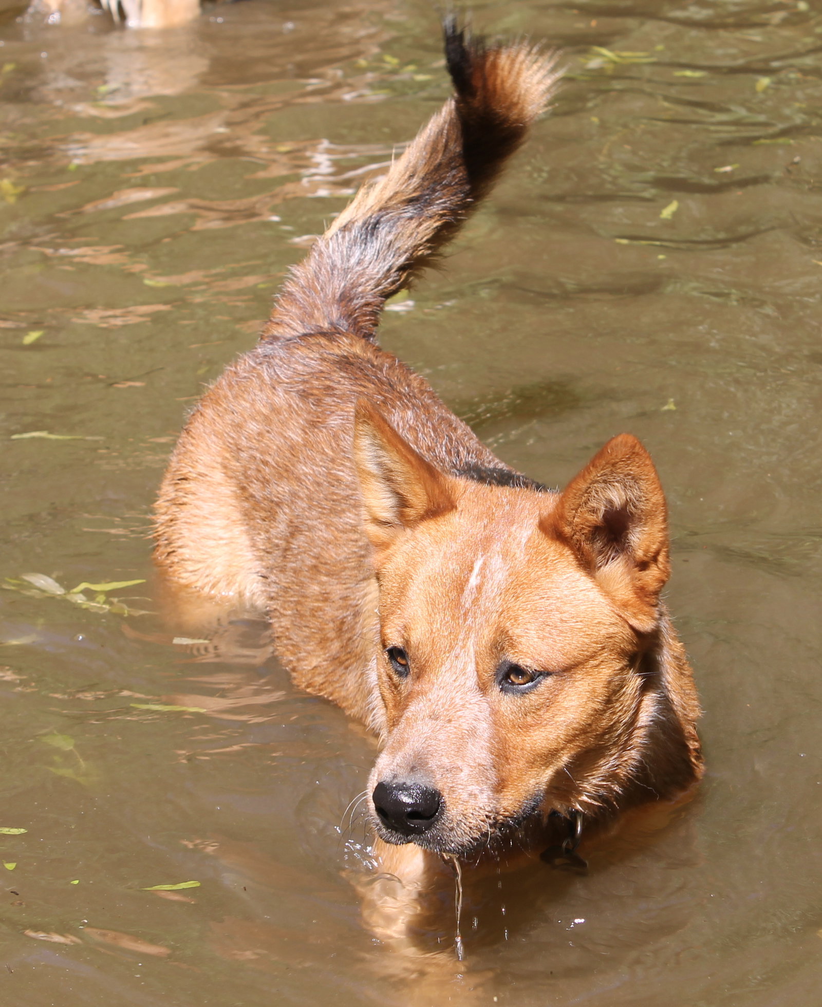 Cane
