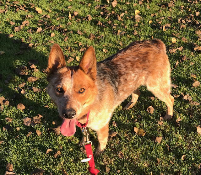 adoptable Dog in Huntington Beach, CA named Jack