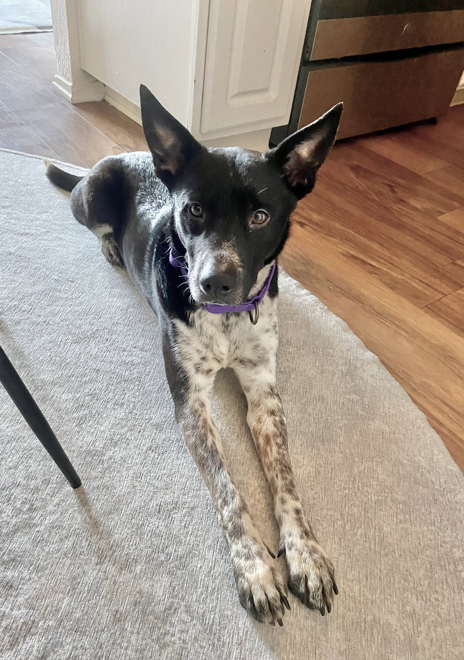 Dog for Adoption Basil, a Australian Cattle Dog/Blue Heeler in