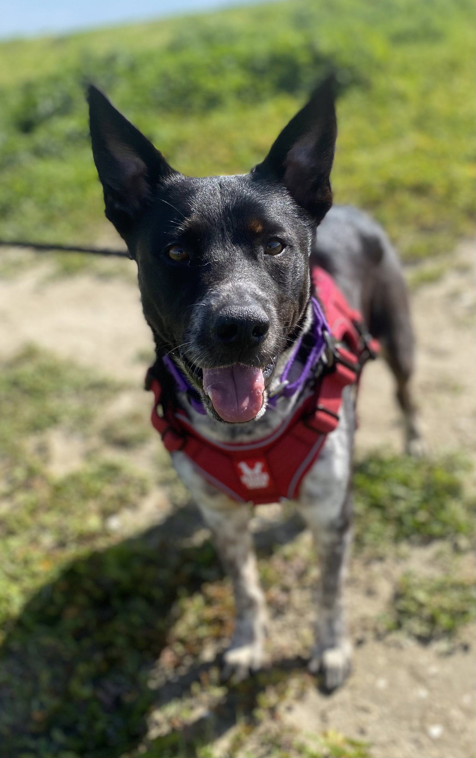 Dog for Adoption Basil, a Australian Cattle Dog/Blue Heeler in