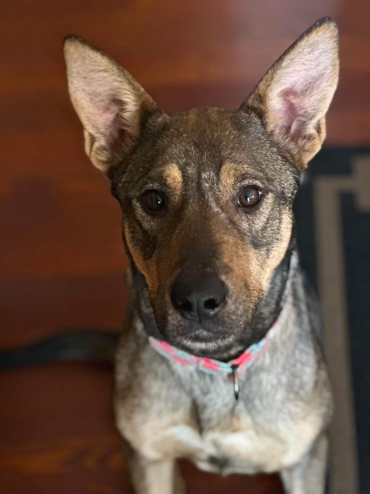 Dog for Adoption Shilo, a Australian Cattle Dog/Blue Heeler in