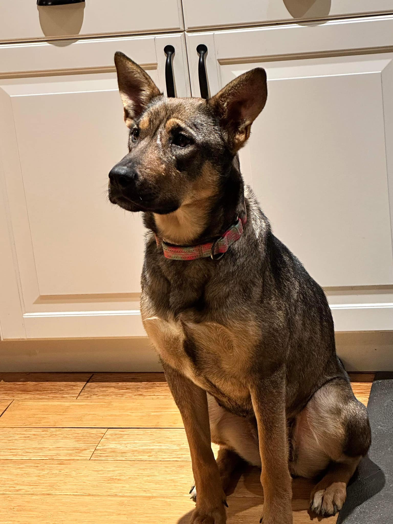 Dog for Adoption Shilo, a Australian Cattle Dog/Blue Heeler in