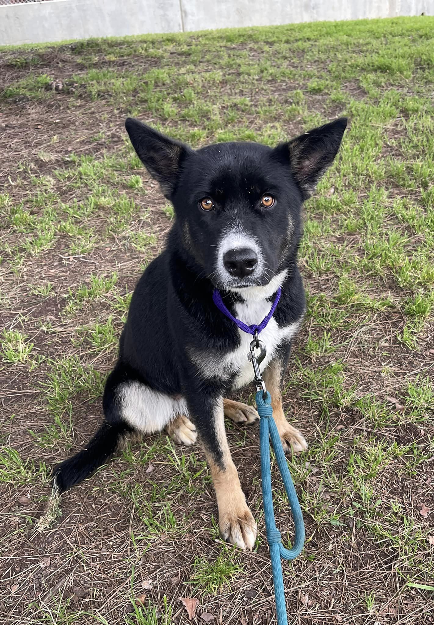 Dog for Adoption - Sophie, a Australian Cattle Dog/Blue Heeler in Lake ...