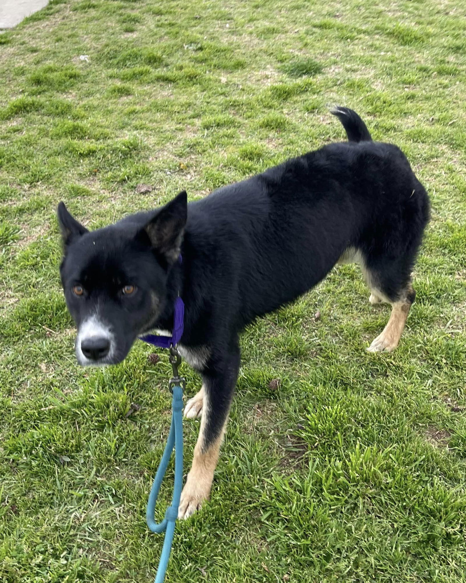 Dog for Adoption - Sophie, a Australian Cattle Dog/Blue Heeler in Lake ...