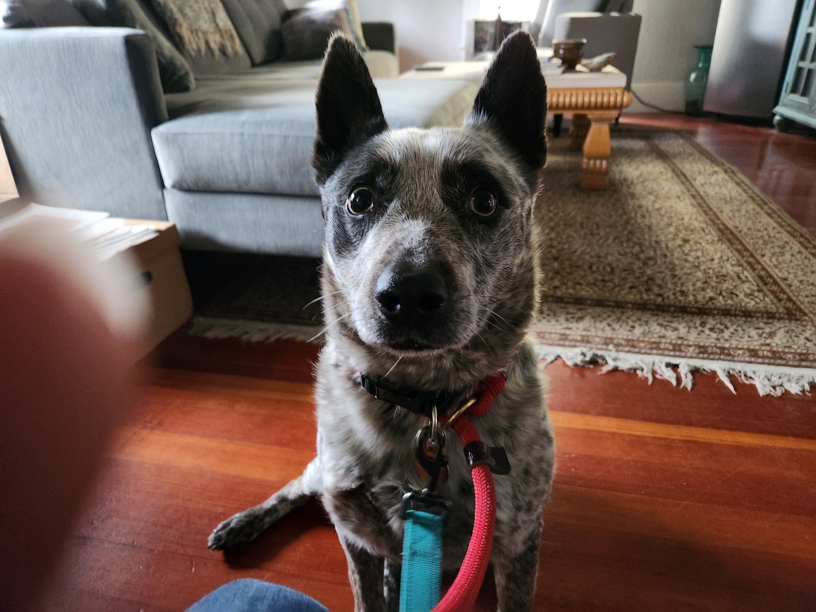 Dog for Adoption Chili, a Australian Cattle Dog/Blue Heeler in