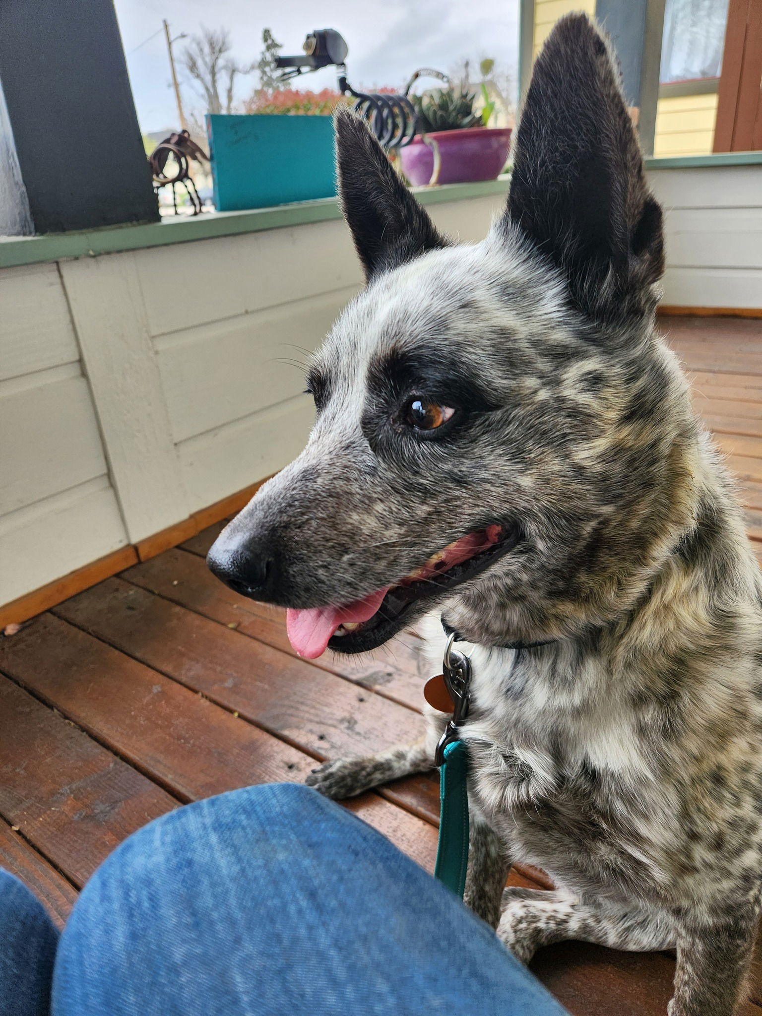 Dog for Adoption - Chili, a Australian Cattle Dog/Blue Heeler in ...