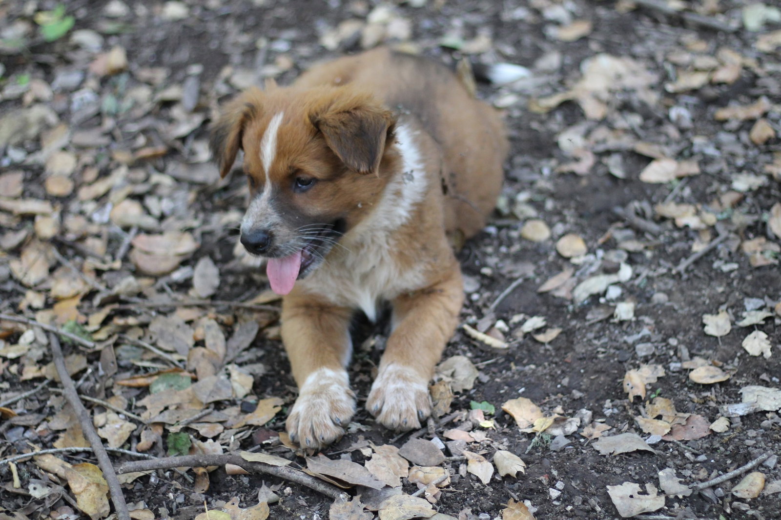 Dog for Adoption Kuala, a Australian Cattle Dog/Blue Heeler in Guadalupe, CA Alpha Paw