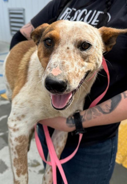 adoptable Dog in Paso Robles, CA named Sadie