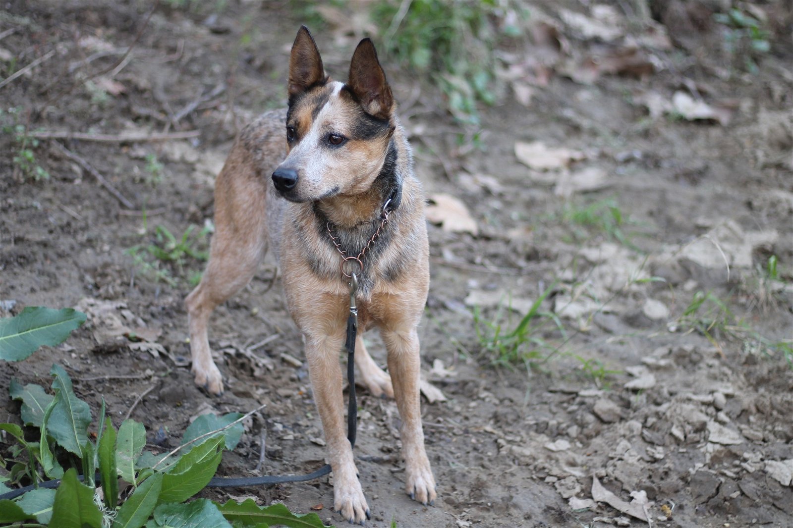 adoptable Dog in Paso Robles, CA named Calypso