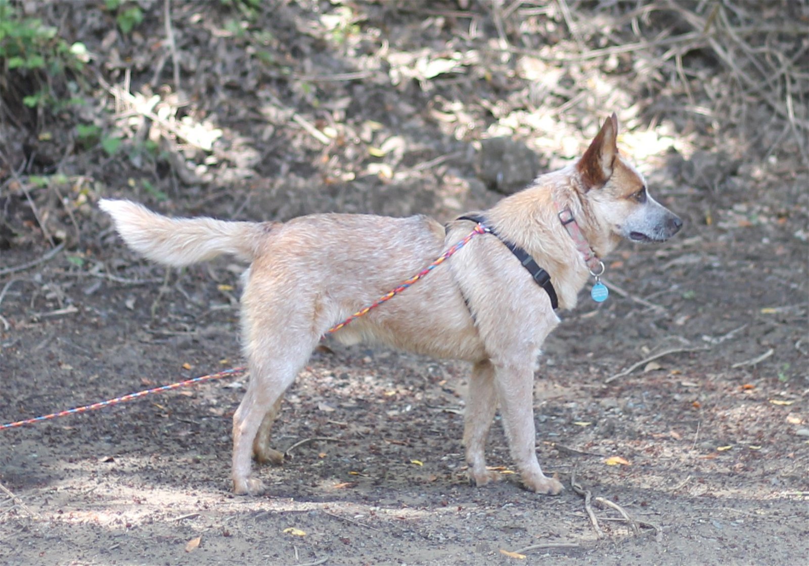 adoptable Dog in Paso Robles, CA named Jake