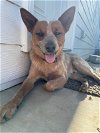 adoptable Dog in paso robles, CA named Theo
