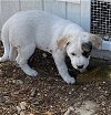 adoptable Dog in paso robles, CA named Stripe