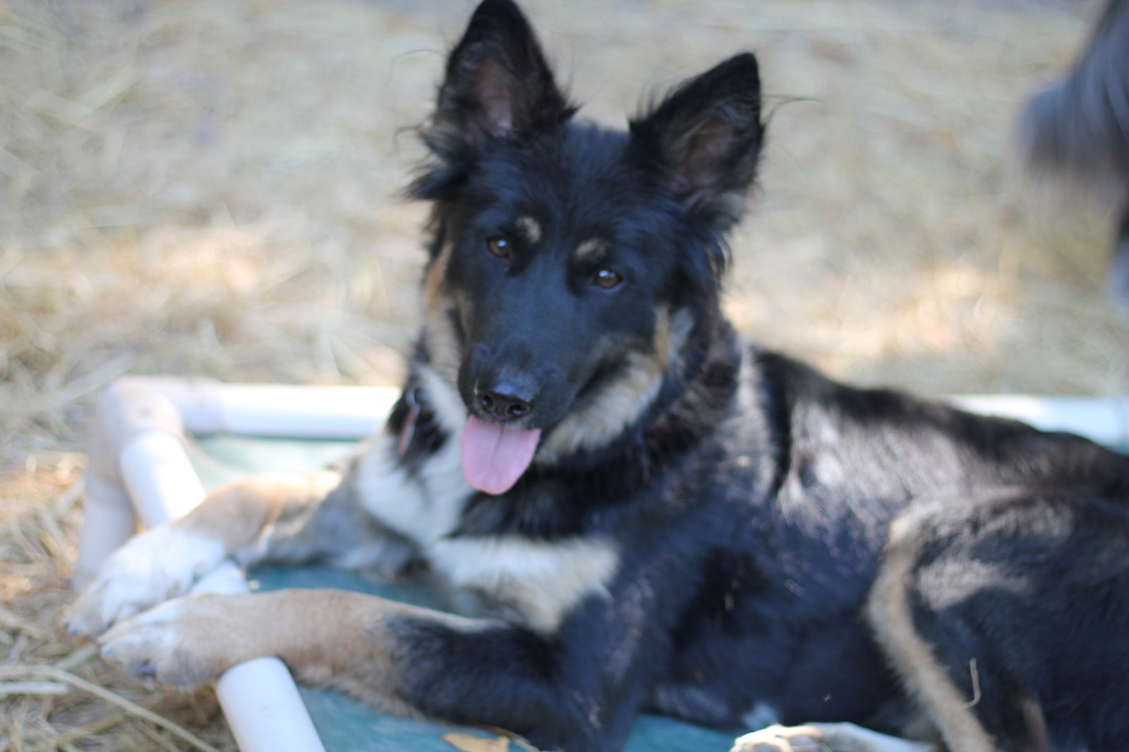 adoptable Dog in Paso Robles, CA named Kinsey