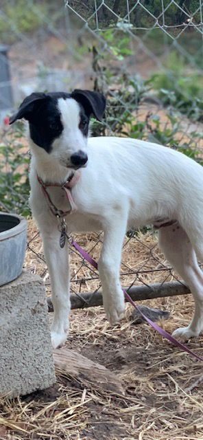 adoptable Dog in Paso Robles, CA named Cruz