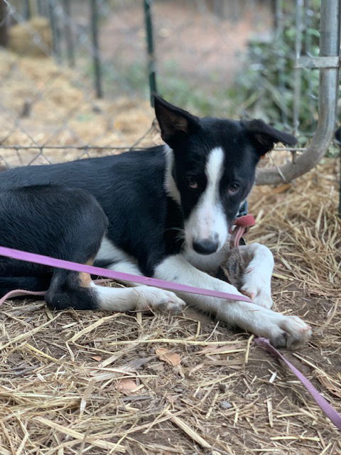 adoptable Dog in Paso Robles, CA named Cambria