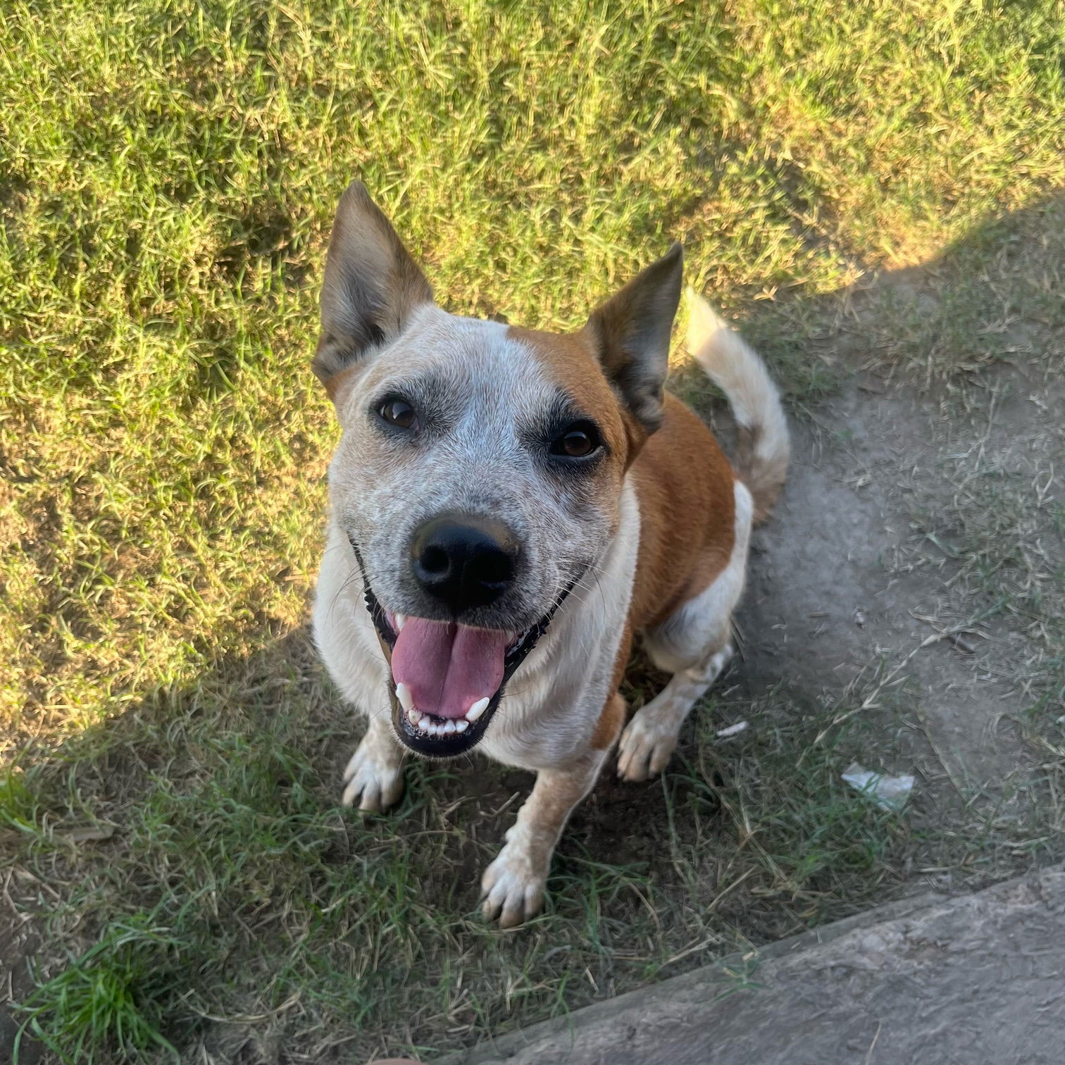 adoptable Dog in Paso Robles, CA named Ollie