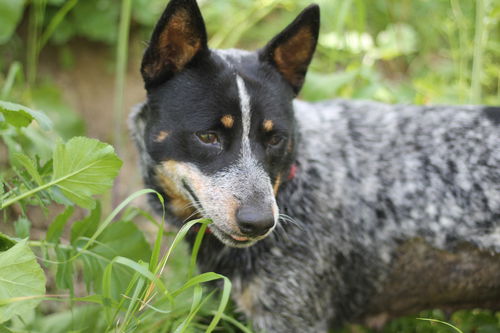 picture of the dog needing adoption